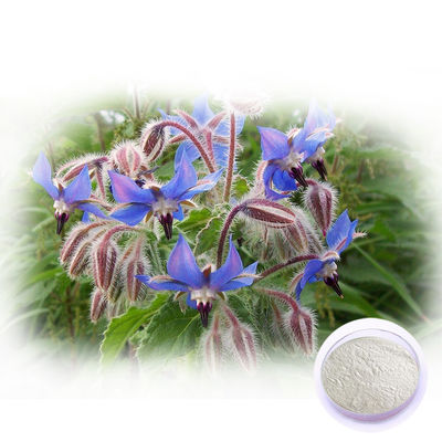 Gmp Natural High Quality Borage Seed Oil Powder with Linolenic Acid and Omega 6 Fatty Acid