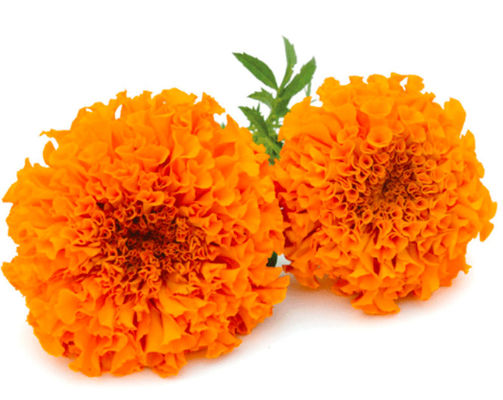 Marigold Flower Extract Lutein Powder