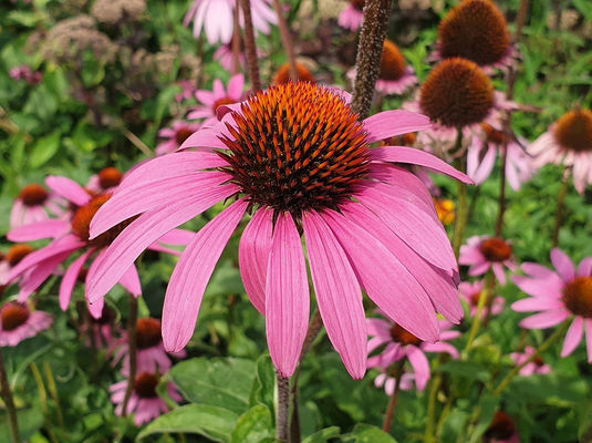 High Grade Pure Natural Private label Immunity Supplement Echinacea purpurea extract Echinacea Polyphenols for capsules