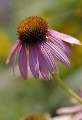 High Grade Pure Natural Private label Immunity Supplement Echinacea purpurea extract Echinacea Polyphenols for capsules