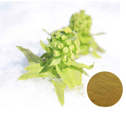 High Quality Herbal Extract Butterbur Leaf Extract Powder/Petasites Japonicus Extract Petasin 15%