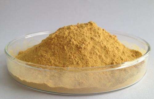 Le-Nutra Supply milk thistle 80% Silybum Marianum Extract Powder milk thistle seed extract powder