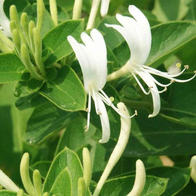 lonicera japonica flower extract/lonicera japonica p.e/honeysuckle, 3% Chlorogenic Acid