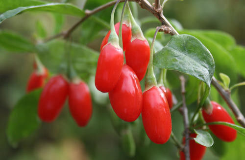 Herbal Extract Powder goji berry extract powder 30% polysacharides and proteins