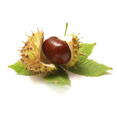 Herbal Extract Powder Factory supply horse chestnut extract powder with good quality