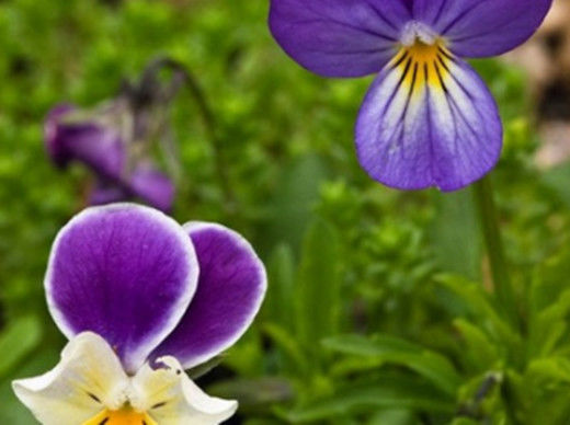 Hot selling Viola tricolor extract.All natural Viola tricolor extract powder