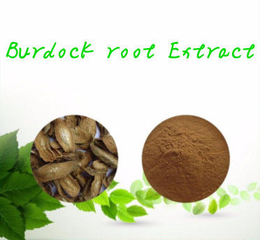 Hot selling Herbal Extract Powder burdock root extract.All natural burdock root extract.