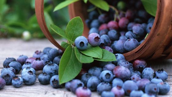 100% Water Soluble Organic Lyophilized Freeze dried Wild Blueberry Powder